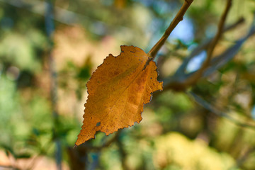 autumn leaves on a tree