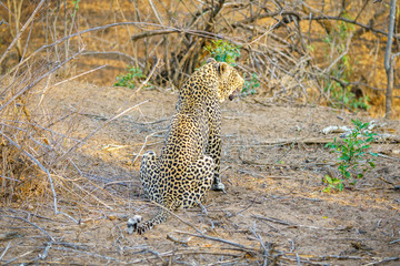 leopard in kruger national park, mpumalanga, south africa 6