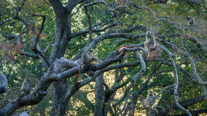 baboon monkeys in kruger national park, mpumalanga, south africa 8