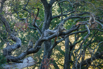 baboon monkeys in kruger national park, mpumalanga, south africa 10