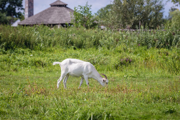 Fototapeta premium Goat on a grazing land over River Narew in the area of Narew National Park in Poland