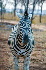 zebra in kruger national park, mpumalanga, south africa 27