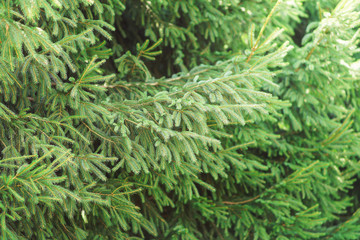Fir on spruce tree, shallow depth of field photo, only few needles in focus - abstract forest nature background