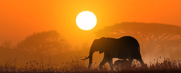 mother elephant with baby at sunset