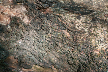 old wood texture