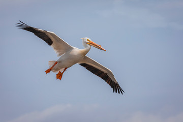 Fototapeta na wymiar American White Pelican in breeding colors, gliding in flight