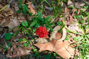 hand picking flowers in garden