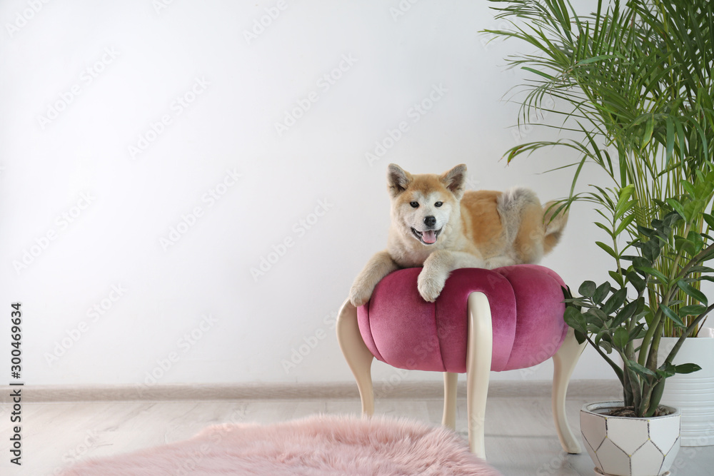 Poster cute akita inu dog on ottoman in room with houseplants. space for text