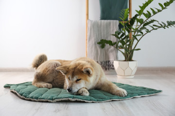 Cute Akita Inu dog on rug in room with houseplants