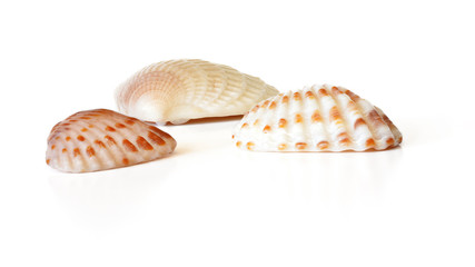 Three tiny scallop sea shells isolated on white background, closeup detail