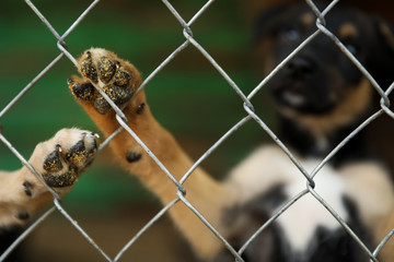 Cage with homeless dogs in animal shelter. Concept of volunteering