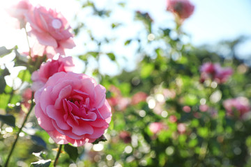 Green bush with beautiful roses in blooming garden on sunny day