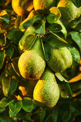 Tasty young healthy organic juicy pears hanging on a branch
