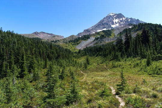 Looking up an alpine meadow to Mt. Hood from just off of the Timberline Trail. Barrett Spur can be seen to the left.