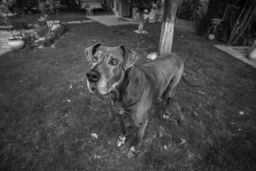 bonito cão dogue alemão preto e branco