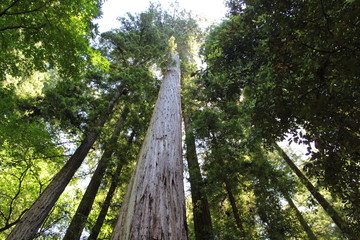 In the Redwoods