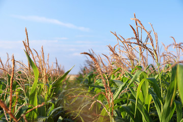 Naklejka premium Beautiful view of corn field against blue sky