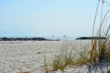 Dune grass growing on the beach on Dauphin Island, Alabama.