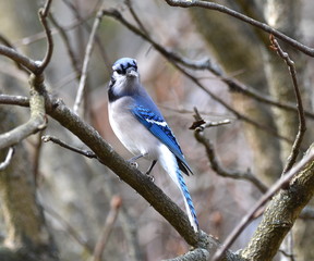 Blue Jay on a branch