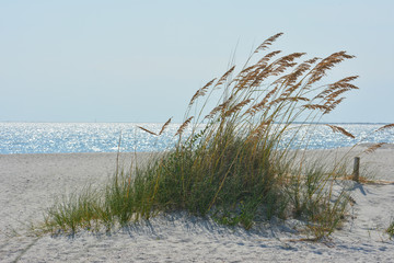 Fototapeta na wymiar Dune grass growing on the beach 