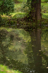  reflection of trees in the water of a lake in Germany