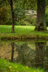  reflection of trees in the water of a lake in Germany