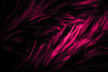 Beautiful abstract colorful blue black red and pink feathers on dark background and soft white purple feather texture on white pattern