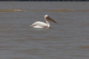 Great white pelican, Pelecanus onocrotalus