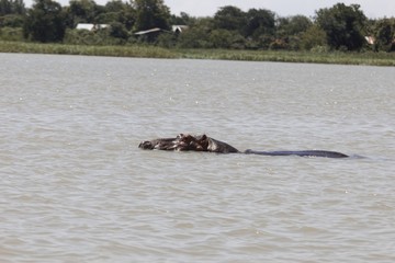 Fototapeta premium Head of a Hippopotamus, Hippopotamus amphibious, at the Tana Lake