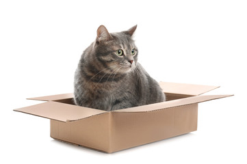 Cute grey tabby cat sitting in cardboard box on white background