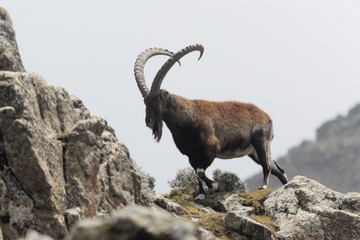 Walia ibex, Capra walie, in the Simien Mountain National Park