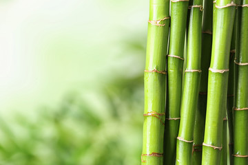Green bamboo stems on blurred background. Space for text - obrazy, fototapety, plakaty