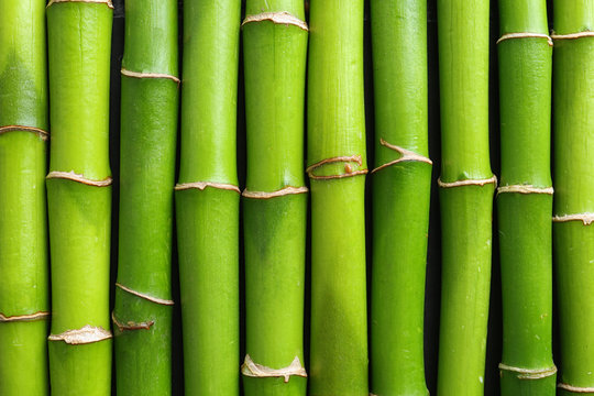 Green bamboo stems as background, top view