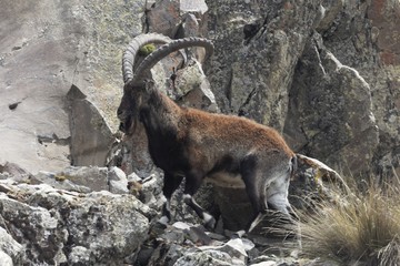Walia ibex, Capra walie, in the Simien Mountain National Park - obrazy, fototapety, plakaty