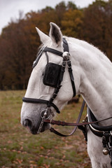 Head of a white horse with blinkers. Close up image
