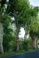 Fototapeta premium tall stalk trees in France
