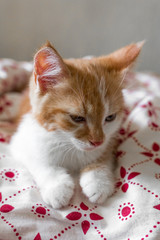 Mały kotek, kot śpiący na jasnej, czerwonej pościeli z rudym futrem i jasnymi oczami