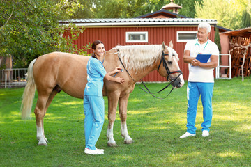 Professional veterinarians examining palomino horse outdoors on sunny day