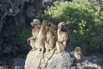 Group of gelada baboons, Theropithecus gelada, on a rock.