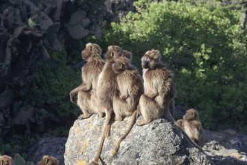 Group of gelada baboons, Theropithecus gelada, on a rock.