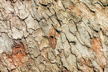 the structure of the tree as background macro
