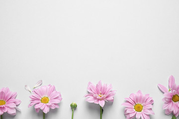 Beautiful pink chamomile flowers on white background, flat lay. Space for text