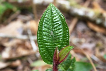 green leaves of tree