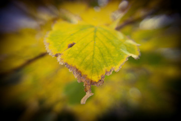 Autumn leaf