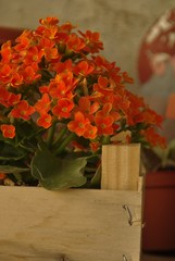 Flor de Calanchoe