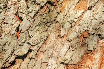 the structure of the tree as background macro