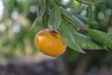 mandarina