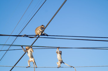monkeys playing on electric wires