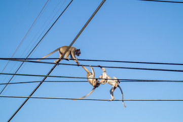 monkeys playing on electric wires