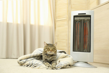 Cute tabby cat near electric infrared heater at home